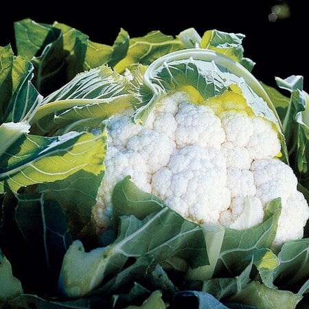 Cauliflower Aviron F1 Kings Seeds