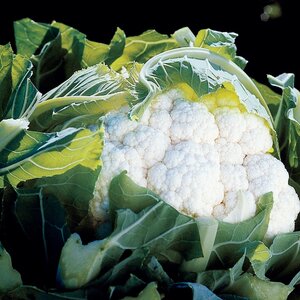 Cauliflower Aviron F1 Kings Seeds