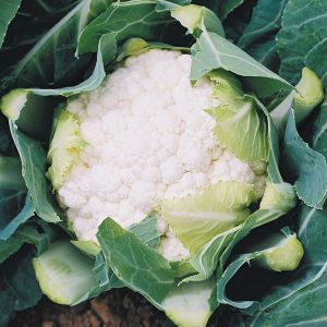 Cauliflower Boris F1 Kings Seeds