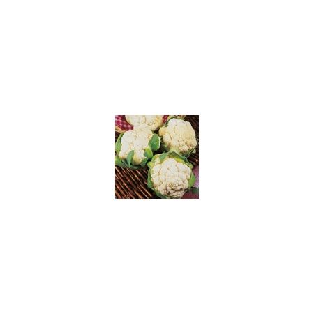 Cauliflower Igloo Kings Seeds