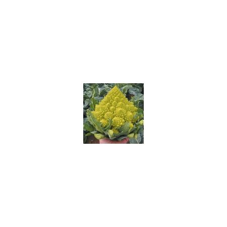 Cauliflower Romanesco Navona F1 Kings Seeds