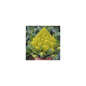 Cauliflower Romanesco Navona F1 Kings Seeds