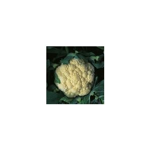 Cauliflower Snow March F1 Kings Seeds