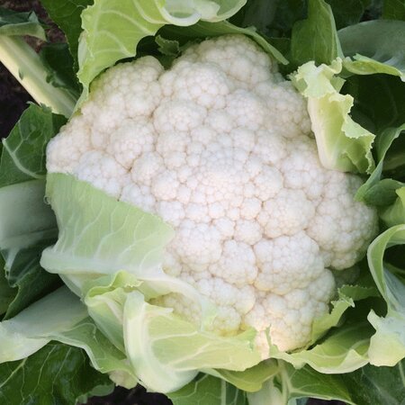Cauliflower Zaragoza F1 Kings Seeds