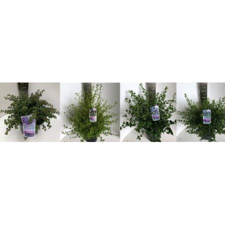 Ceanothus Mix C5 - Our Selection