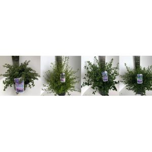 Ceanothus Mix C5 - Our Selection