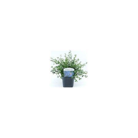 Ceanothus Thyrsiflorus Var. Repens 17Cm Pot C.30Cm