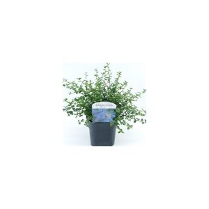 Ceanothus Thyrsiflorus Var. Repens 17Cm Pot C.30Cm
