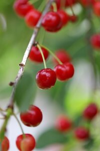 Cherry Stella Maiden Gisela 5
