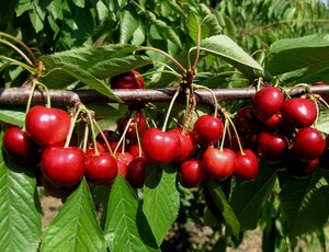 Cherry Tamara Knip 5 + Gisela 5