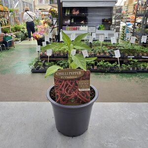 Chilli Pepper Vindaloo 9cm