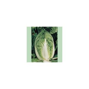 Chinese Cabbage Yuki Kings Seeds
