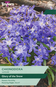Chionodoxa - Luciliae -  30 Bulb Pack
