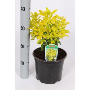 Choisya Ternata Brica C2 Pot