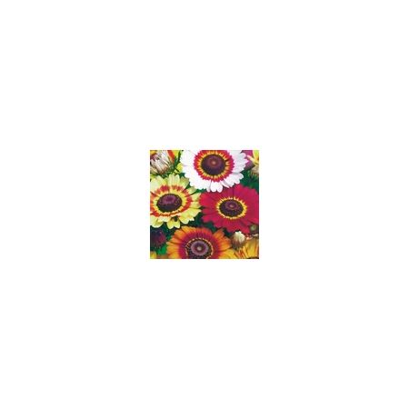 Chrysanthemum Rainbow- Kings Seeds