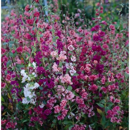 Clarkia Double Delight- Kings Seeds