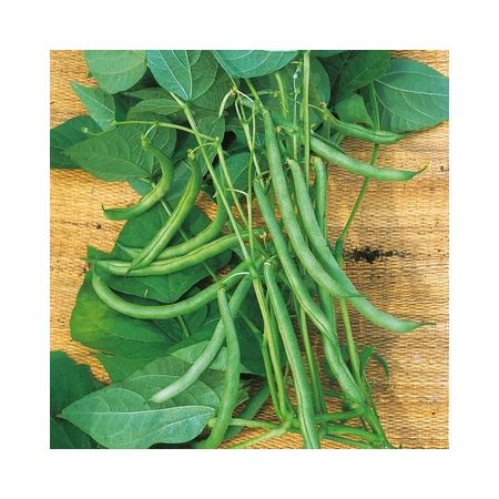 Climbing French Bean Blue Lake Kings Seeds