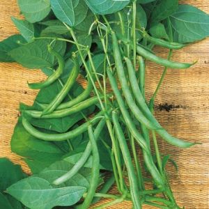 Climbing French Bean Blue Lake Kings Seeds