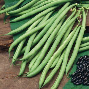 Climbing French Bean Cobra Kings Seeds