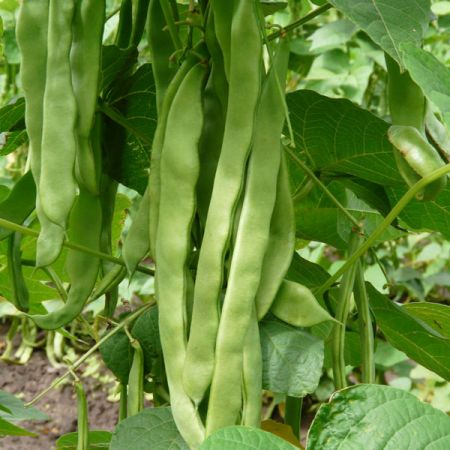 Climbing French Bean Hunter Kings Seed Packet