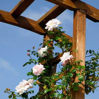 Climbing Roses