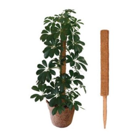 Coco Pole 1M