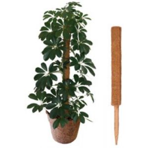 Coco Pole 1M