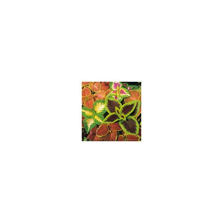 Coleus Top Crown- Kings Seeds