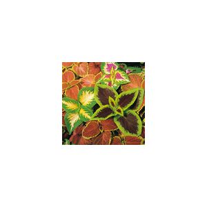 Coleus Top Crown- Kings Seeds