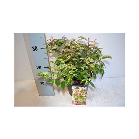 Compost Activator 25Kg