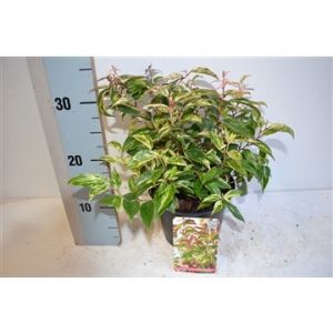 Compost Activator 25Kg