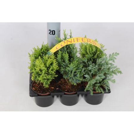 Conifers In Varieties	6-Packs	10/15Cm