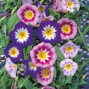 Convolvulus Minor Tricolour- Kings Seeds