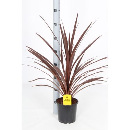 Cordyline Australis Red Star P17 C.70