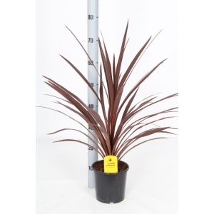 Cordyline Australis Red Star P17 C.70