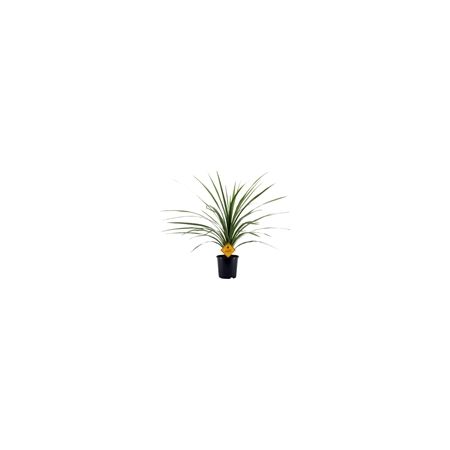 Cordyline Peko P17 Pot C.75Cm