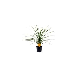 Cordyline Peko P17 Pot C.75Cm