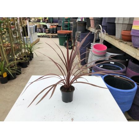 Cordyline Red Star P10.5 C. 40Cm