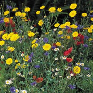 Cornfield Flowers- Kings Seeds
