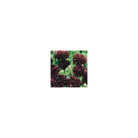 Cornflower Black Ball- Kings Seeds