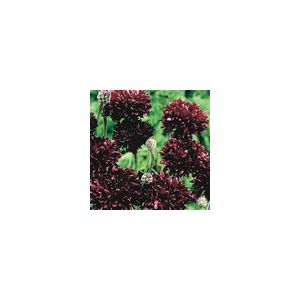 Cornflower Black Ball- Kings Seeds