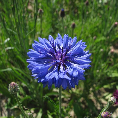 Cornflower Double Blue- Kings Seeds