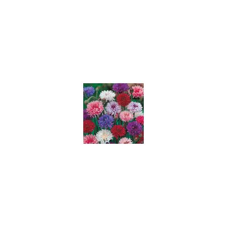 Cornflower Double Mixed- Kings Seeds