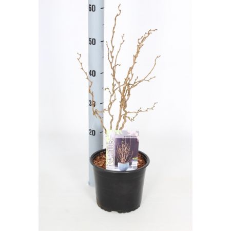 Corylus avellana Scooter C3 Pot