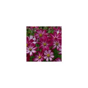 Cosmos Cosimo Red-White Kings Seeds