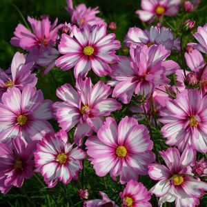 Cosmos Capriola Kings Seeds