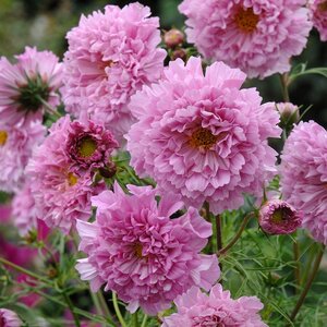 Cosmos Double Click Rose Bon Bon- Kings Seeds