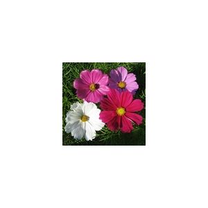 Cosmos Sensation Mixed Seed Packet