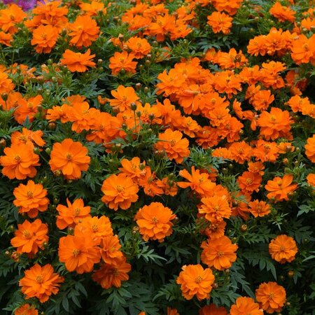 Cosmos Sulphureus Mandarin- Kings Seeds