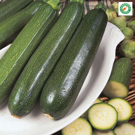Courgette All Green Bush Kings Seeds